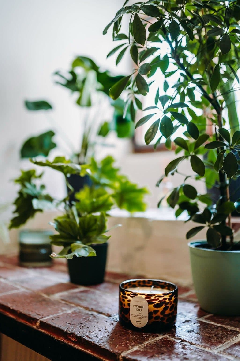 Rostliny a svíčka na parapetu
